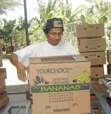 Transport bananów