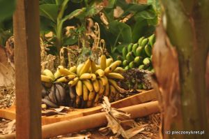 Zbieranie bananów