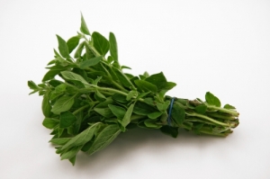 Oregano